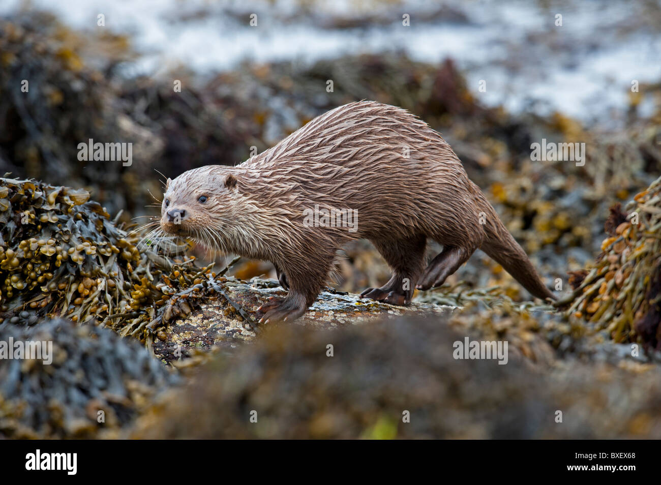 Otter (Lutra lutra) Stock Photo