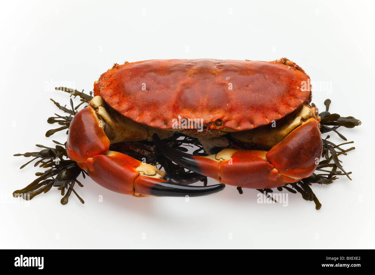 Cooked British crab on white background Stock Photo - Alamy