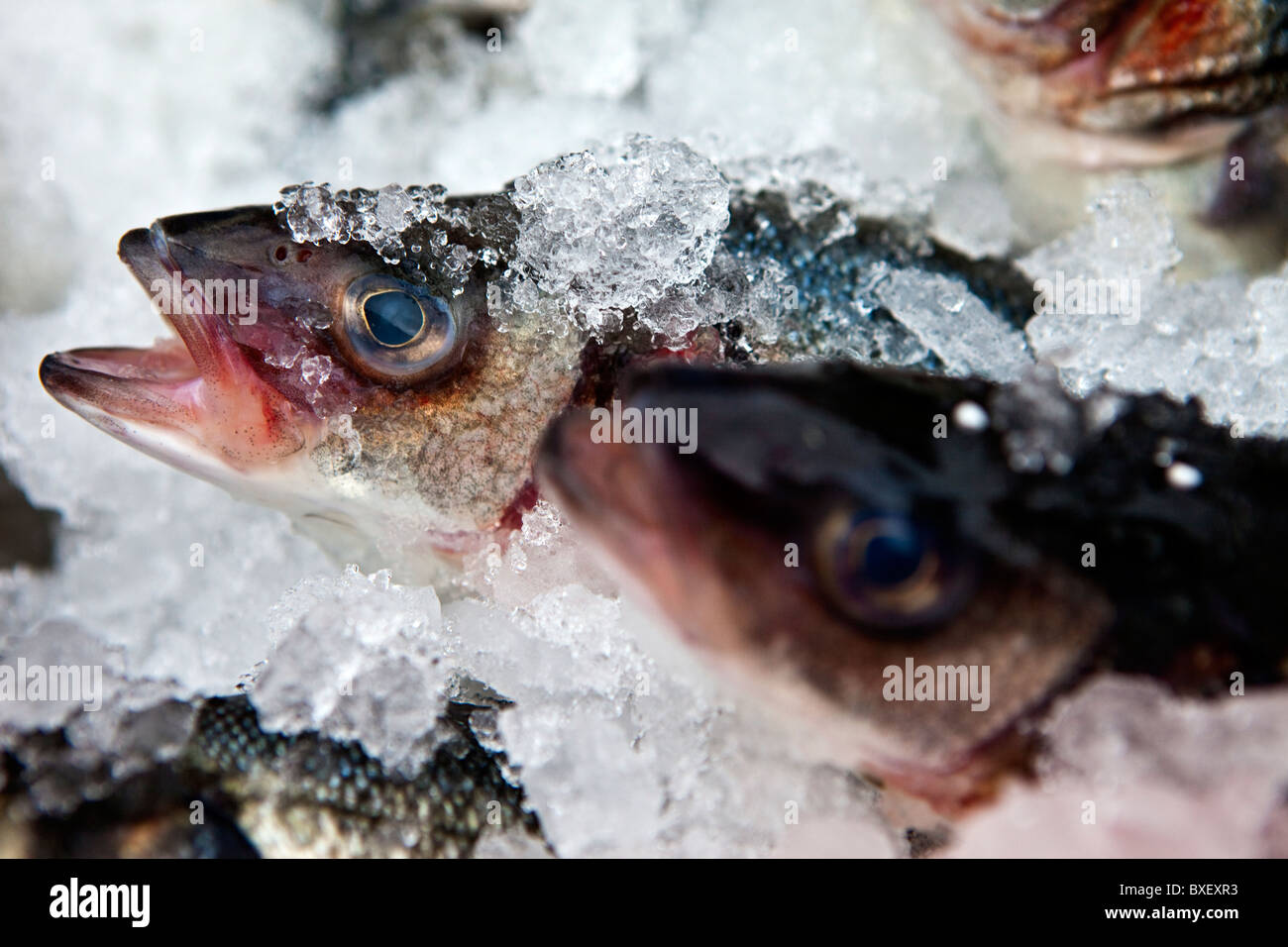 Fresh Mackerel in Ice Stock Photo Alamy