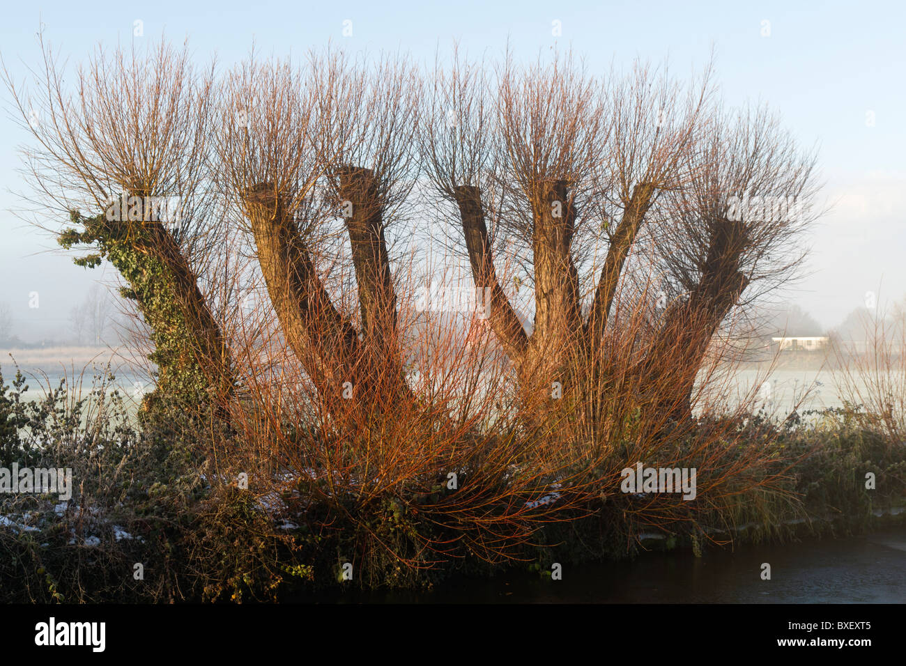 Coppiced Willows in the UK Stock Photo Alamy