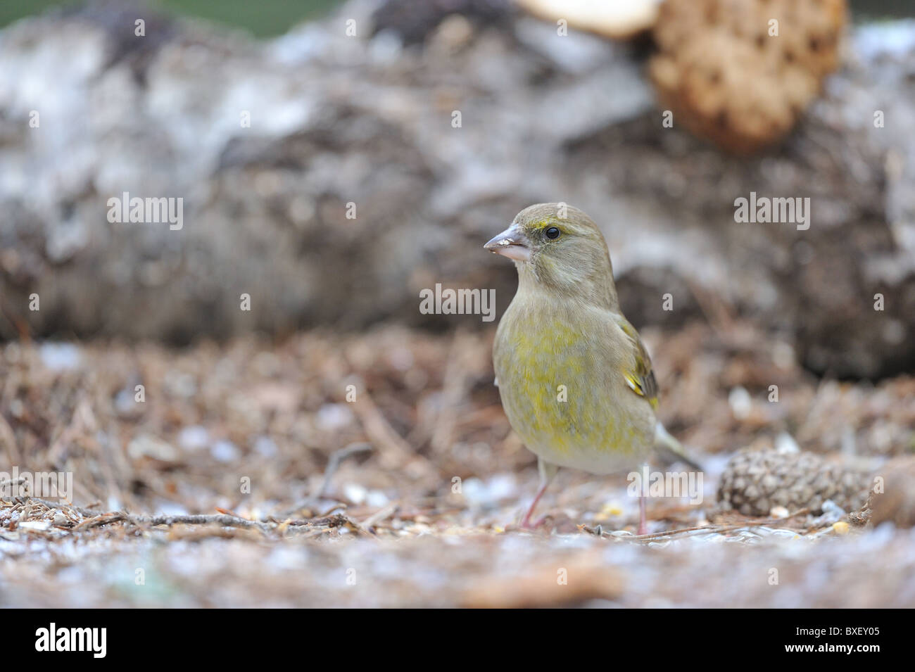European Greenfinch (Carduelis chloris - Chloris chloris) female looking for food on the ground in winter Stock Photo