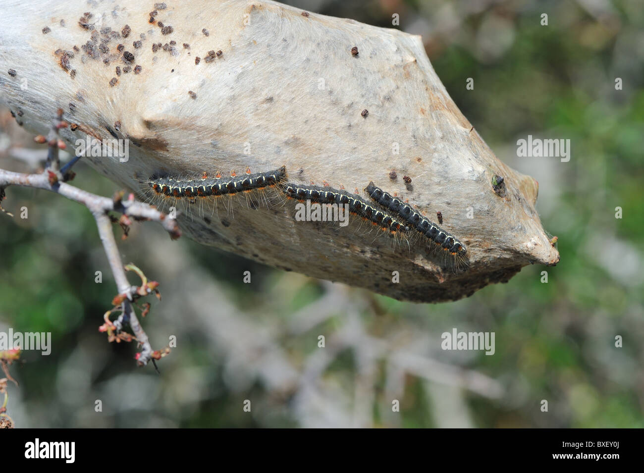 Small eggar (Eriogaster lanestris) caterpillars on their nest - Cevennes - France Stock Photo