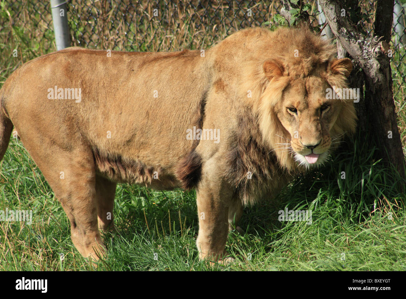 Lion tongue hi-res stock photography and images - Alamy