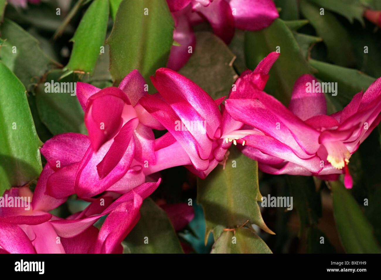 Christmas cactus houseplant Stock Photo Alamy