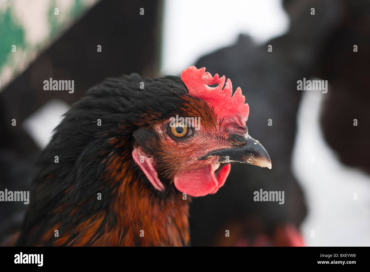 Rhode island Red mixed with Plymouth Rock Stock Photo
