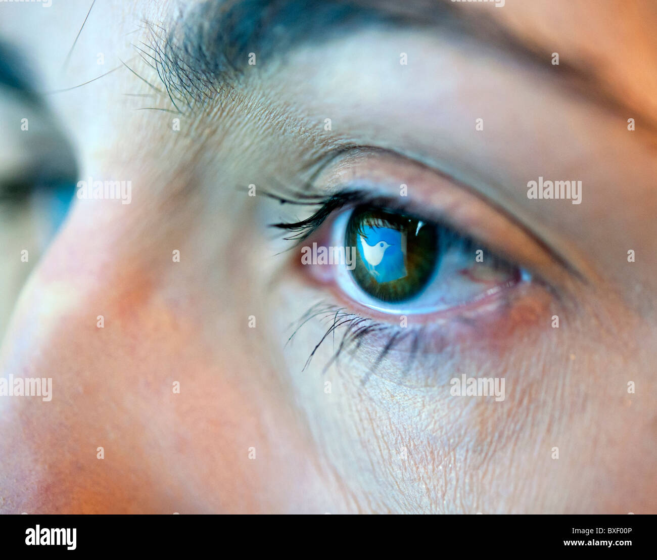 Reflection in an eye of logo from Twitter blogging website Stock Photo