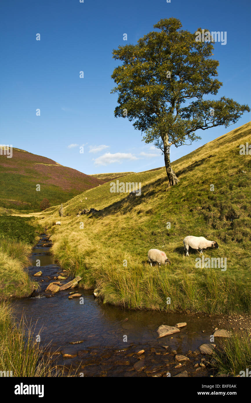 Lord Edward Howard spring, Broadhead Clough, Dark Peak, Peak District