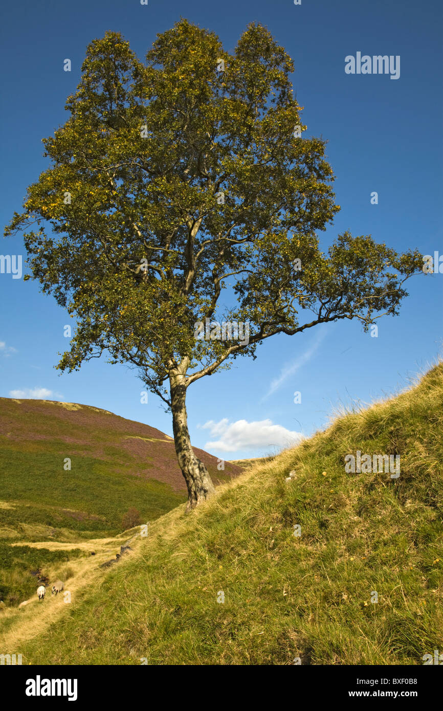 Lone Tree, Broadhead Clough, Dark Peak, The Peak District, Derbyshire Stock Photo