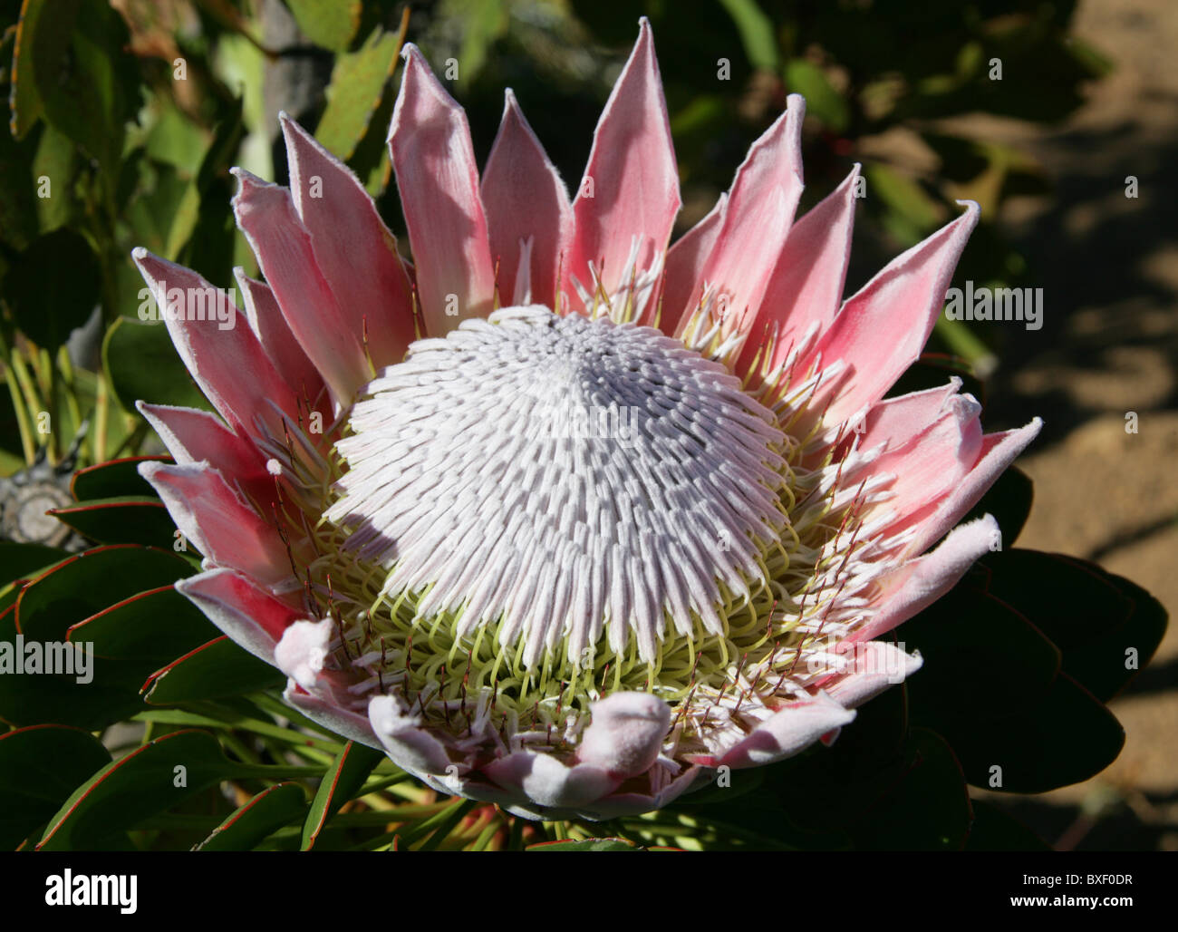 King Protea aka Giant Protea, Honeypot or King Sugar Bush, Protea cynaroides, Proteaceae, Cape Province, South Africa Stock Photo