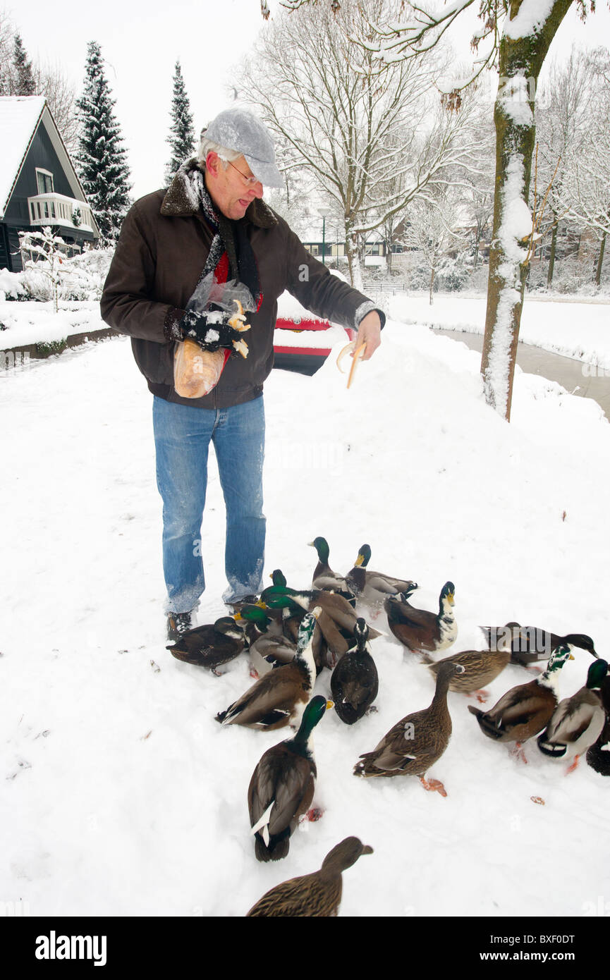 Elderly man is feeding the ducks in winter time Stock Photo Alamy
