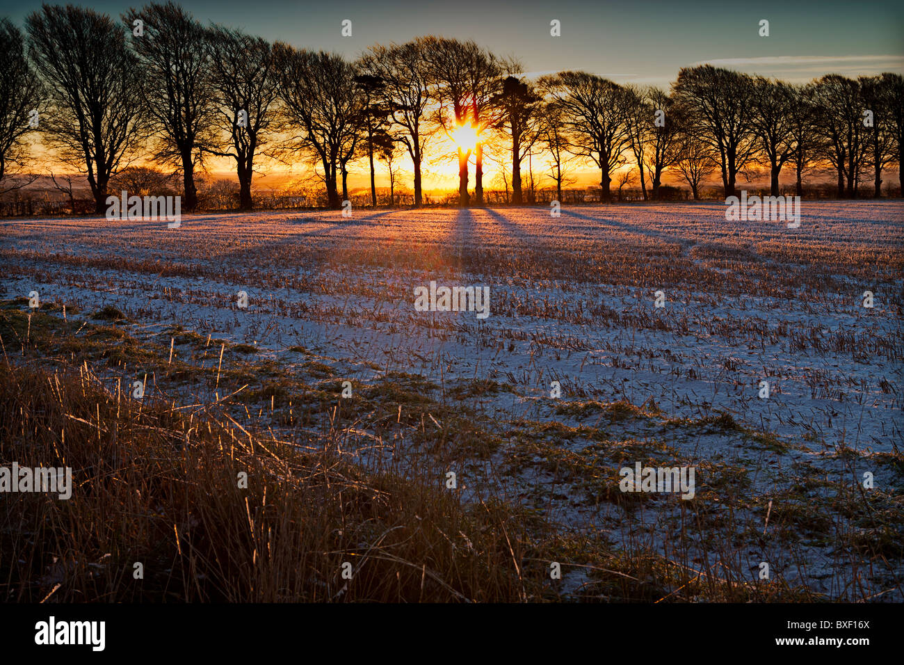 Winter Dawn near Ashmore which is the highest village in Dorset with