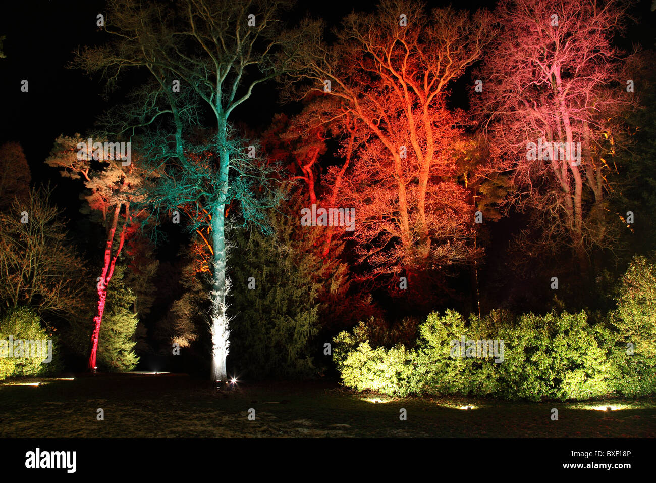 Enchanted Christmas illuminated trail at Westonbirt Arboretum, Gloucestershire Stock Photo