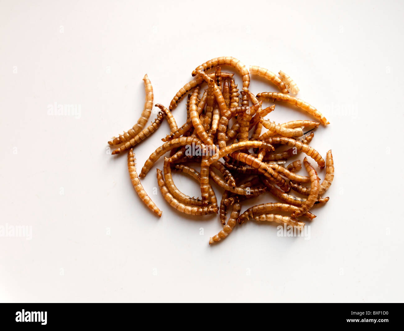 Dried meal worms, the larva form of the mealworm beetle Tenebrio molitor, food for wild garden birds Stock Photo