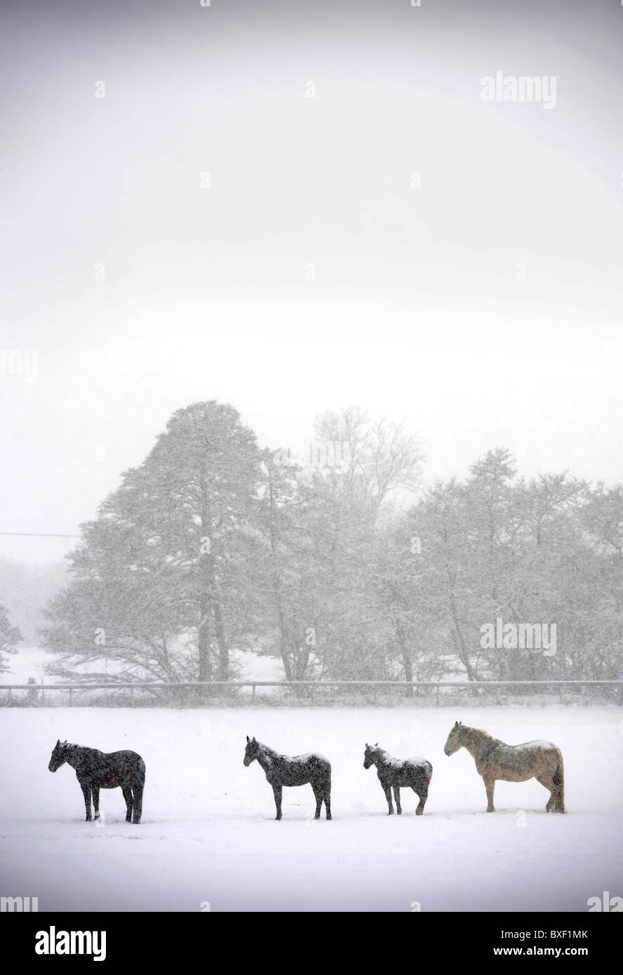 Blizzard conditions hi-res stock photography and images - Alamy