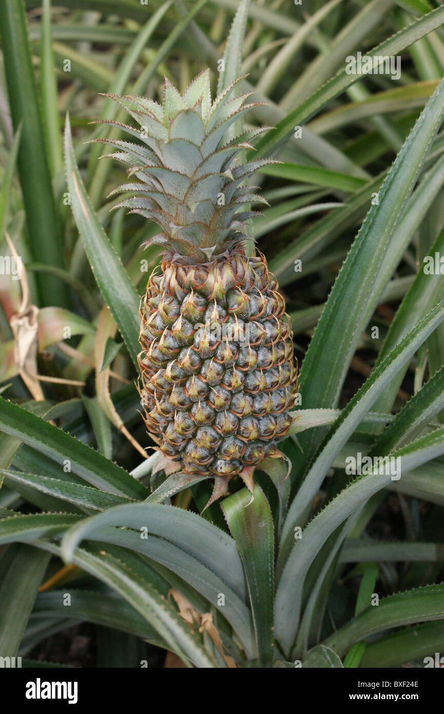 Ananas bracteatus  Pineapple Stock Photo