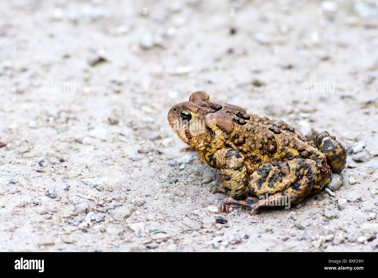 Toad Sitting on Gravel at the side of the Road Stock Photo