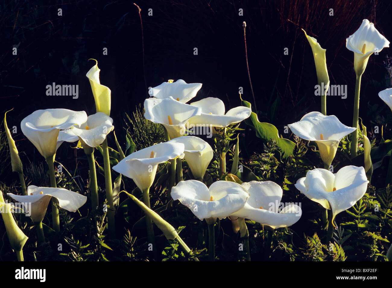 Calla lily blooms in early sun, Mendocino, California, USA Stock Photo Alamy