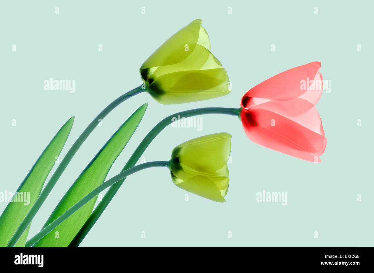 Yellow and red tulips on green background Stock Photo - Alamy