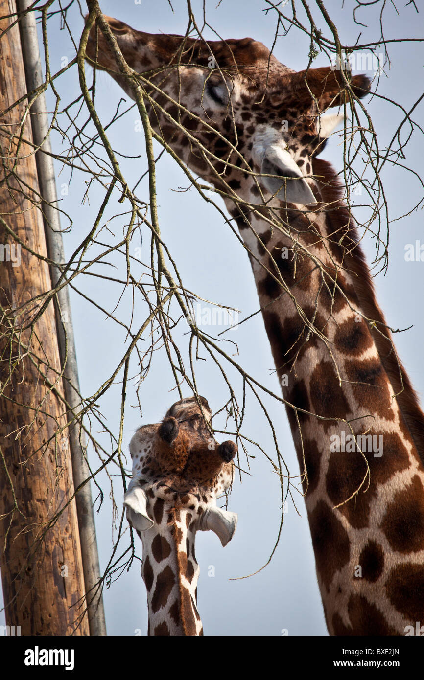 Two giraffe's eating a plant Stock Photo