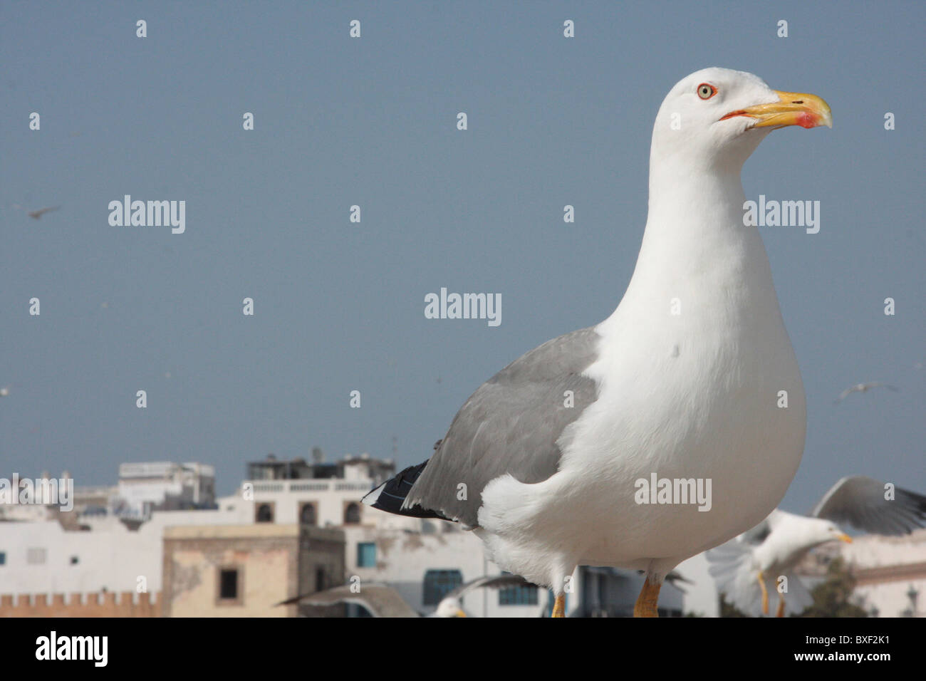 Gull in Essaouira Stock Photo