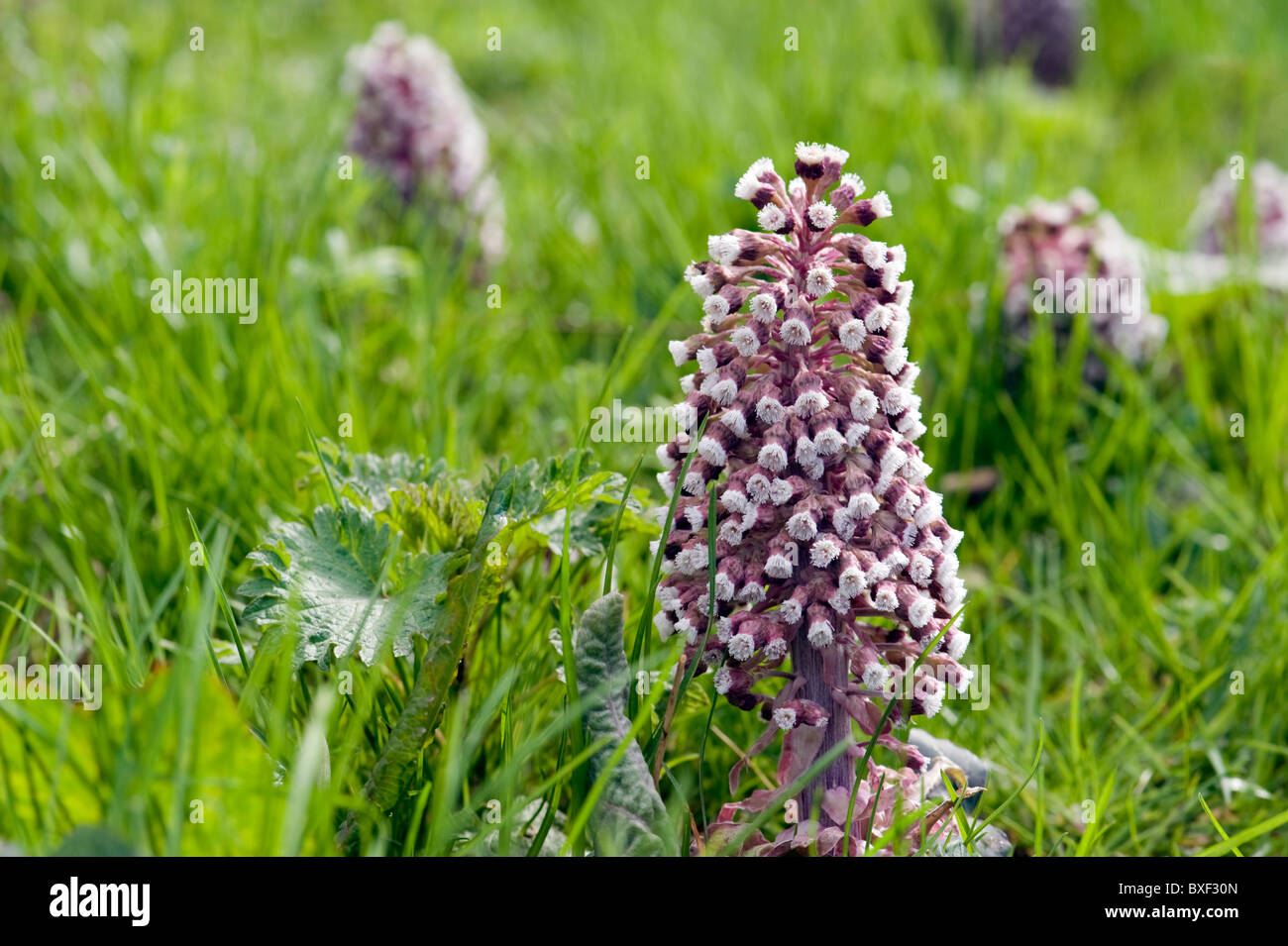 Native perennial wildflower hi-res stock photography and images - Alamy