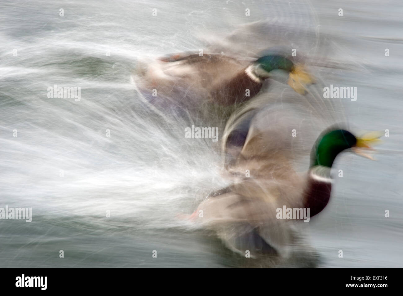 Two drake Mallard ducks enjoy a water chase Stock Photo