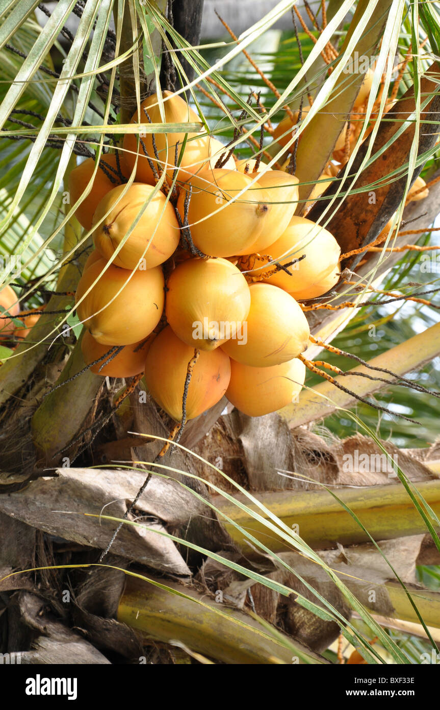 Close up of fresh Coconuts coconut palm coco palm coco cocoa palm