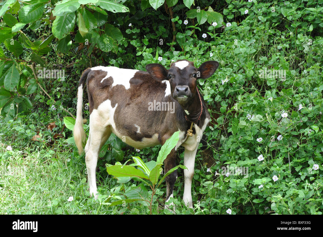 Tethered cow at roadside in Kerala India Asia Stock Photo