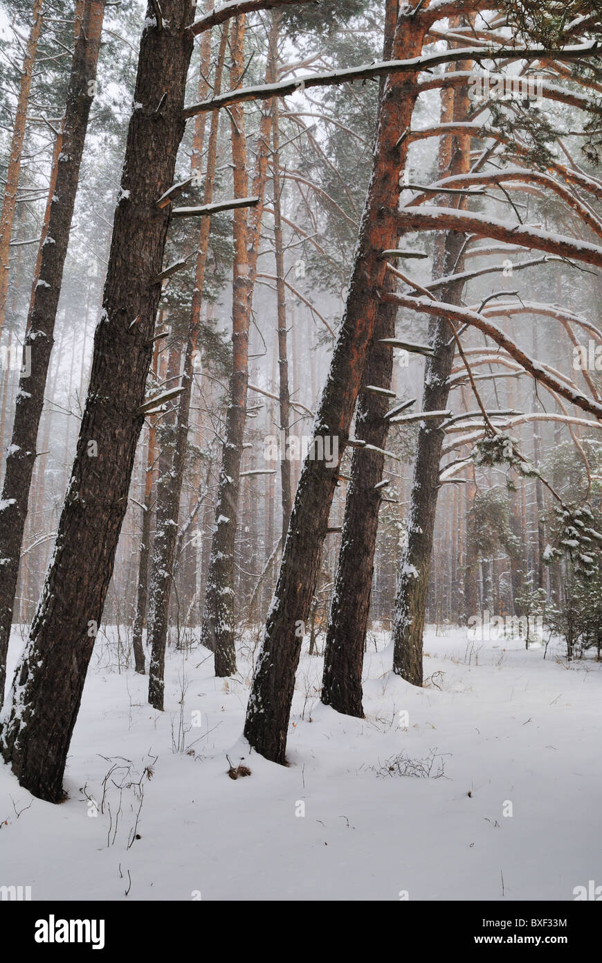 New forest drift hi-res stock photography and images - Alamy
