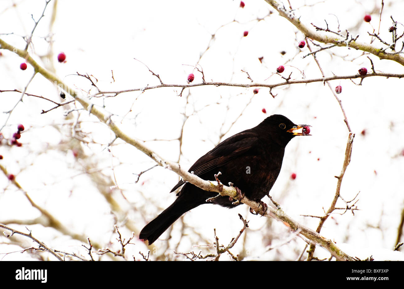 Common Blackbird (Turdus merula) eating hawthorn berries on a snowy winter day. Stock Photo