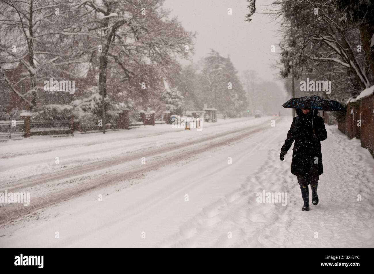 A woman in a black coat holding a black umbrella walks through the freshly falling snow on Banbury Road, Oxford. Stock Photo