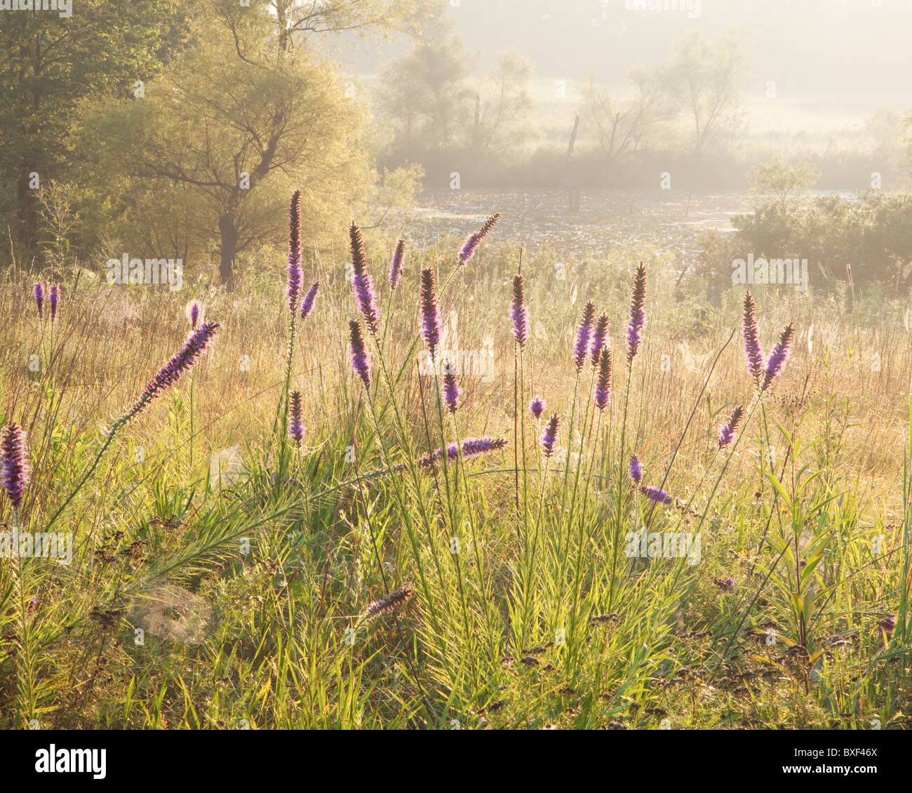 Blooming prairie blazing star on a misty summer morning, Prairie Garden