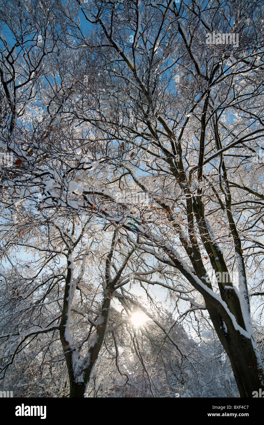 Snow covered trees against blue sky and sunshine Stock Photo