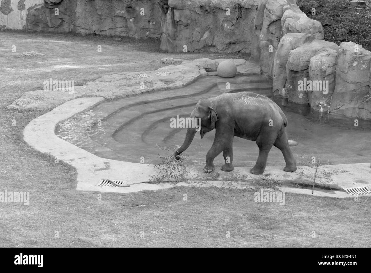 Elephant in the Smithonian National Zoological Park Stock Photo