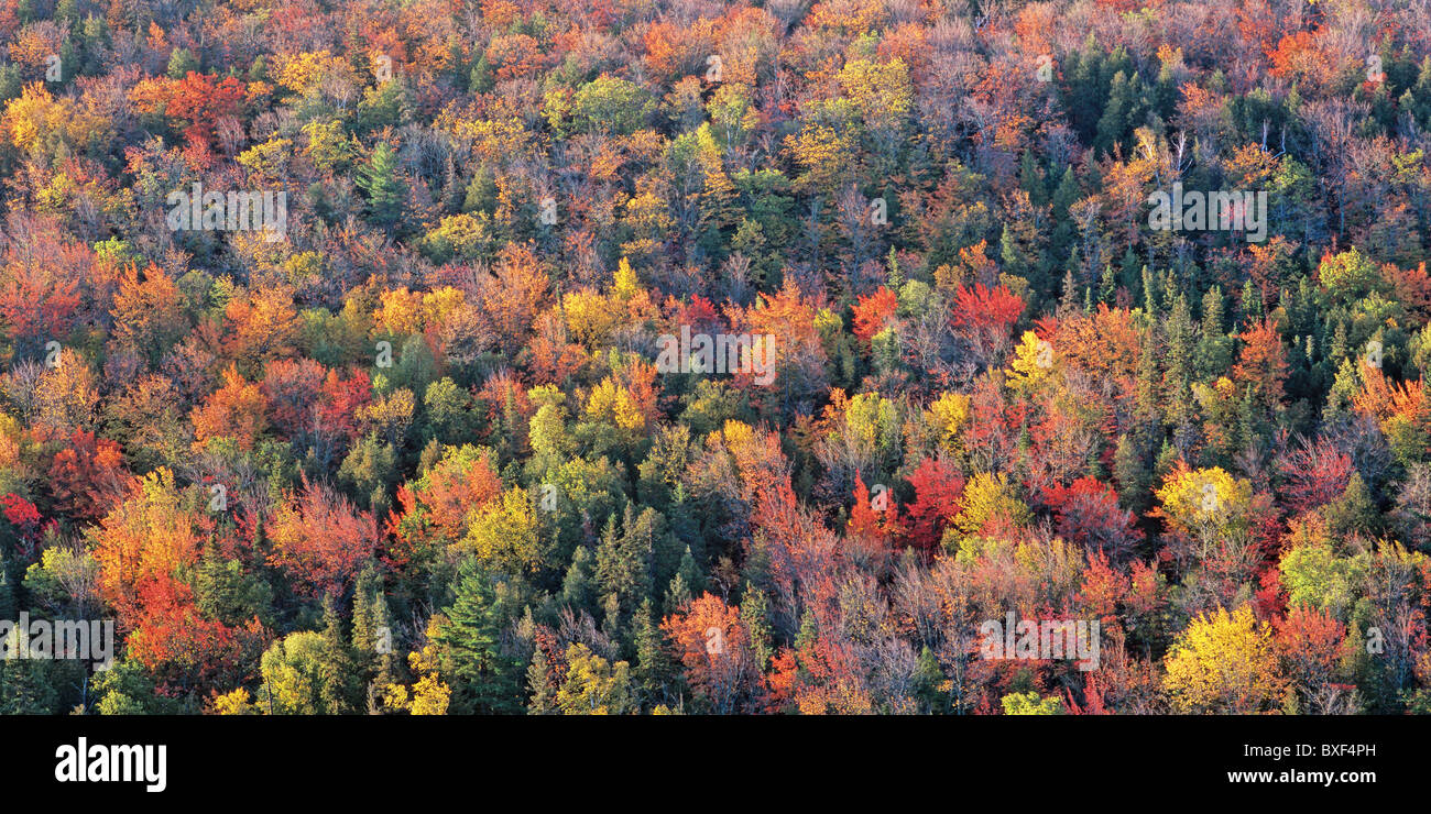 Autumn hillside along Brockway Mountain Drive, Keweenaw County, Upper Peninsula, Michigan, USA