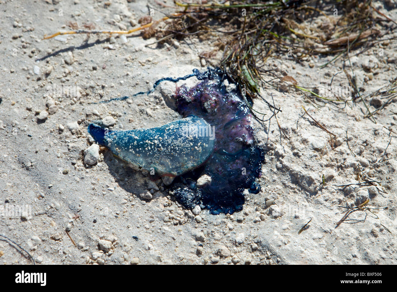 Portuguese  Man 'o war washed up on beach Stock Photo