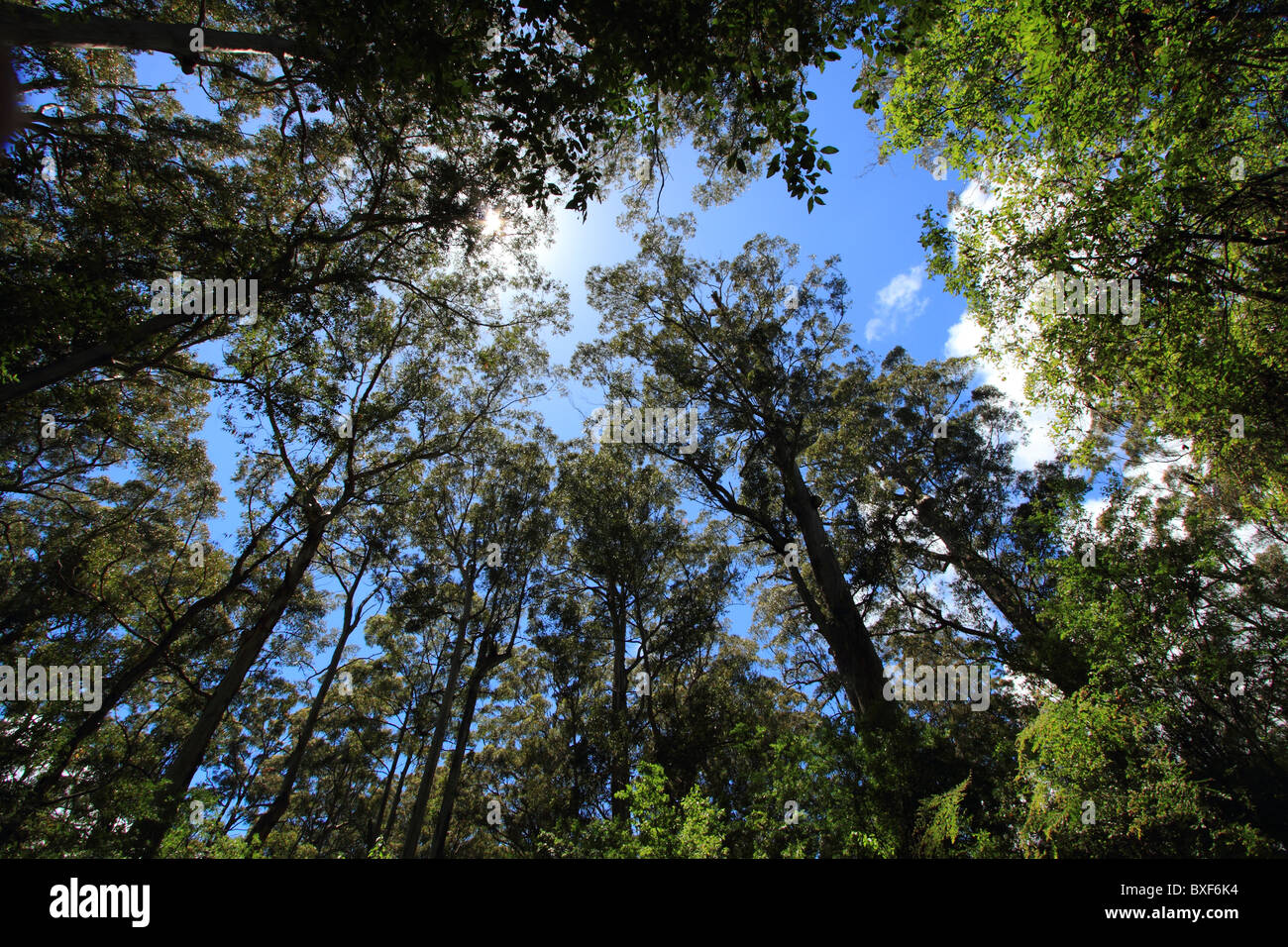 Forest canopy at midday Stock Photo Alamy