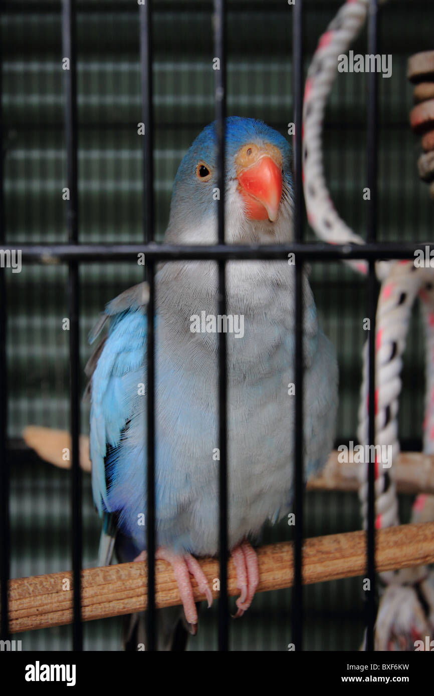 Image showcasing Parrot cage hi-res stock photography and images - Alamy
