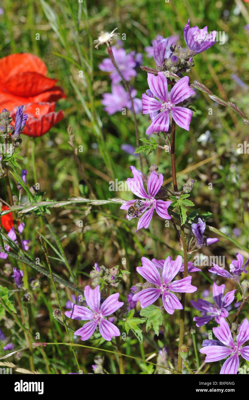 Musk-mallow (Malva moschata) flowering in a wild meadow at spring - Cevennes - France Stock Photo
