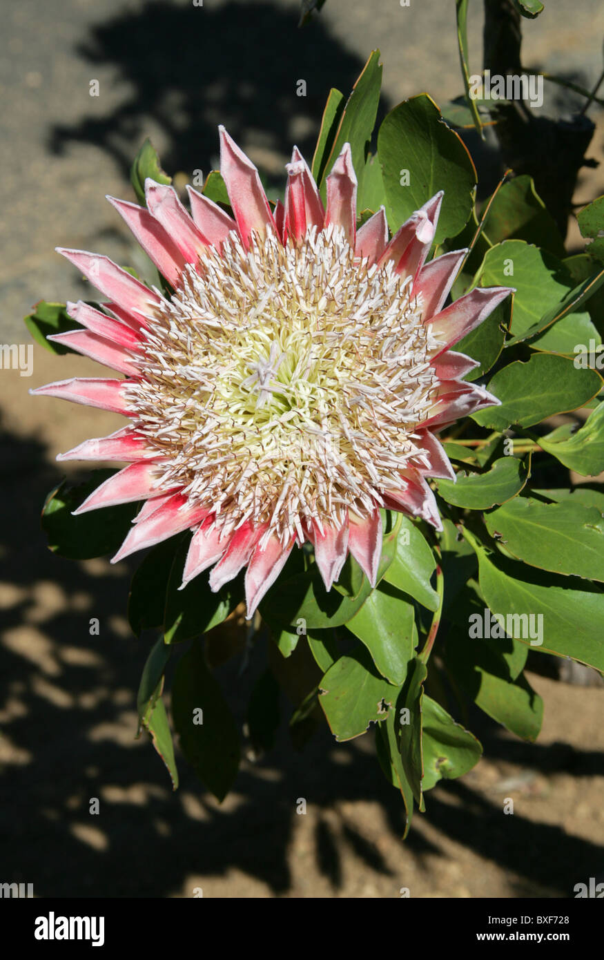 King Protea aka Giant Protea, Honeypot or King Sugar Bush, Protea cynaroides, Proteaceae, Cape Province, South Africa Stock Photo
