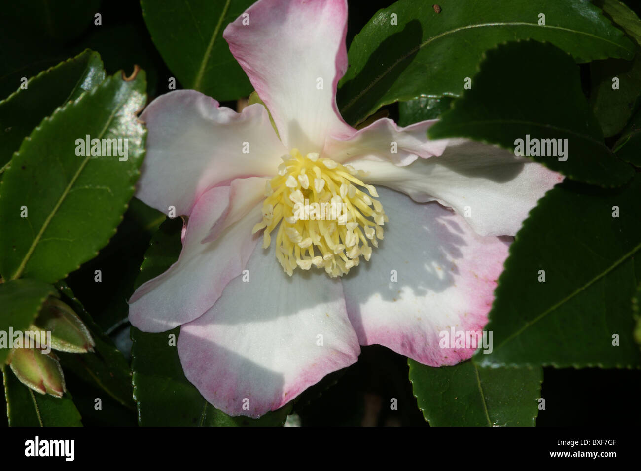 Camellia sasanqua 'Apple Blossom' Stock Photo