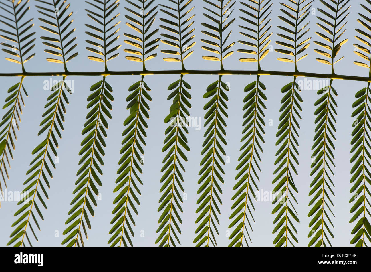 Chinese Albizia, silktree, leaf pattern. India Stock Photo