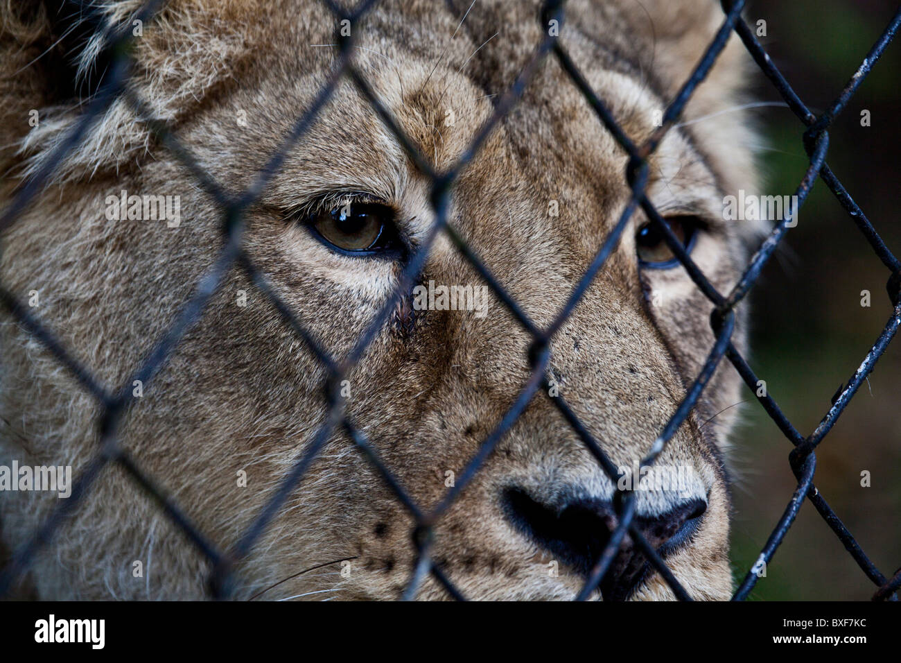 Caged lion Stock Photo