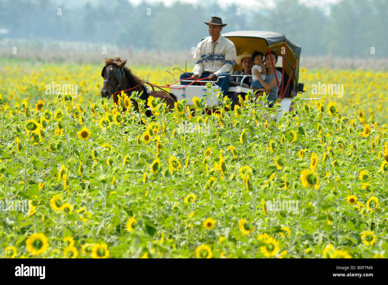horse cart ride through the sunflower fields of lopburi , thailand Stock Photo