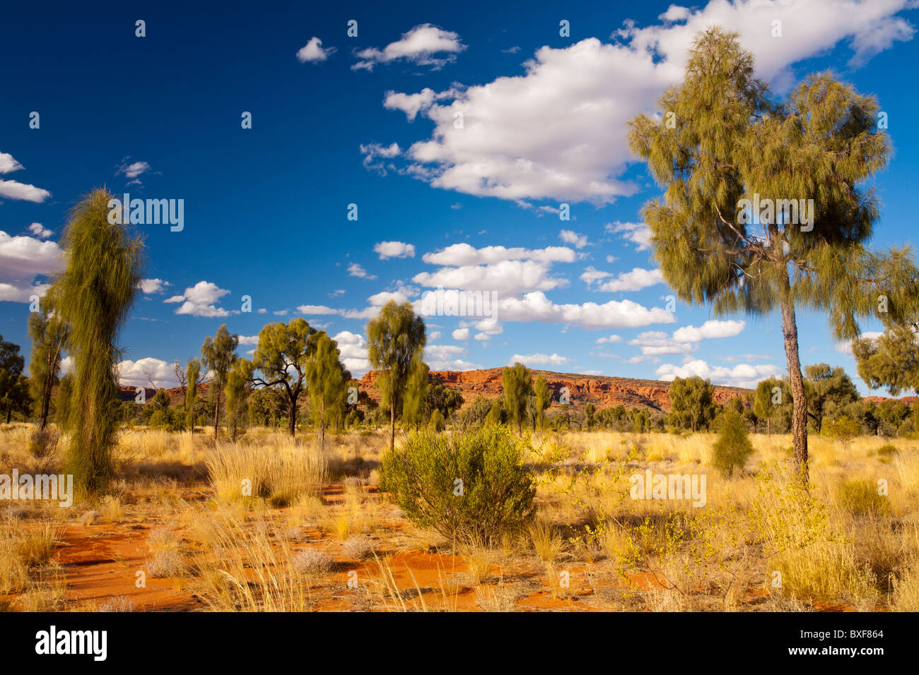 Desert oaks and red rocks of Kings Canyon in a field of golden grass, Alice Springs, Northern Territory Stock Photo