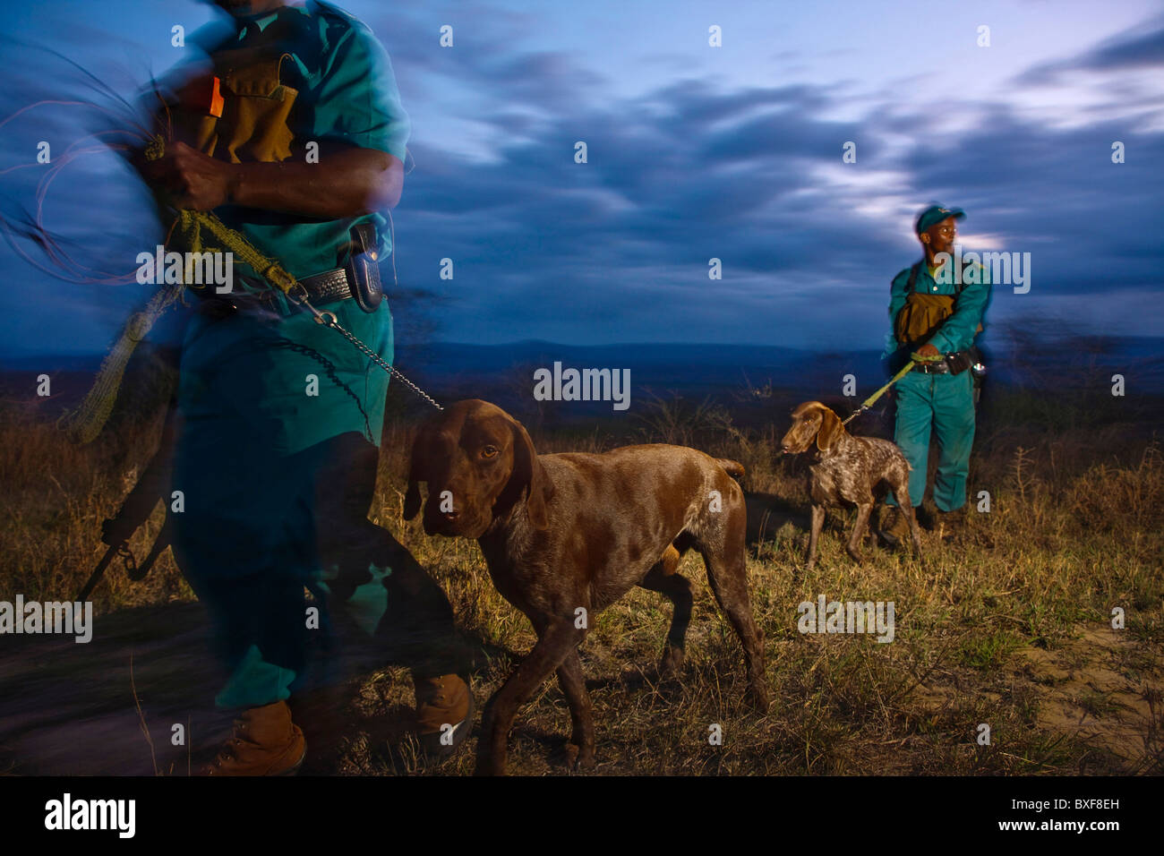 Anti poaching unit on patrol with dogs. Hluhluwe-Umfolozi Game Reserve. KwaZulu Natal. South Africa. Stock Photo