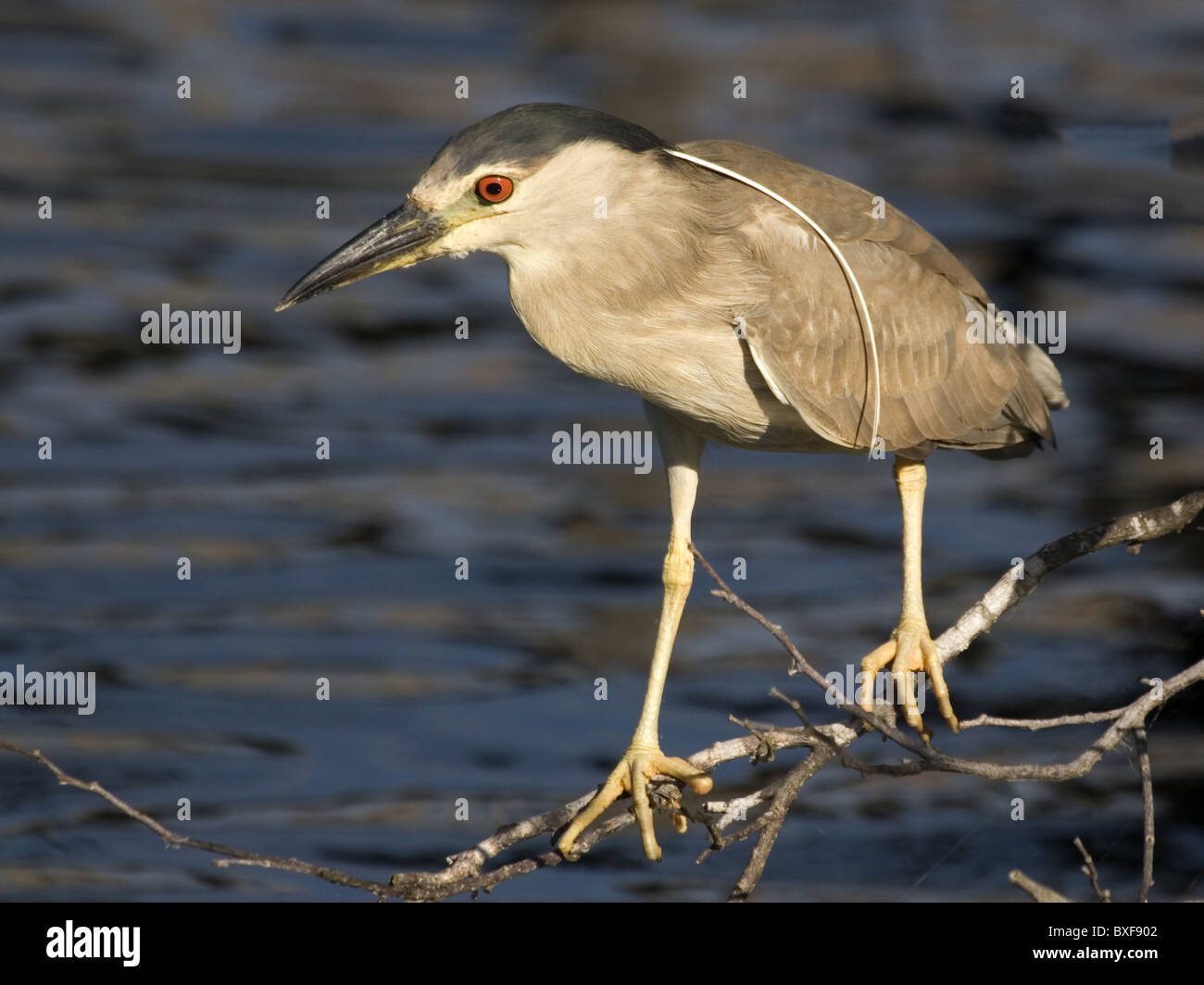 Black-crowned night heron perched above water Stock Photo