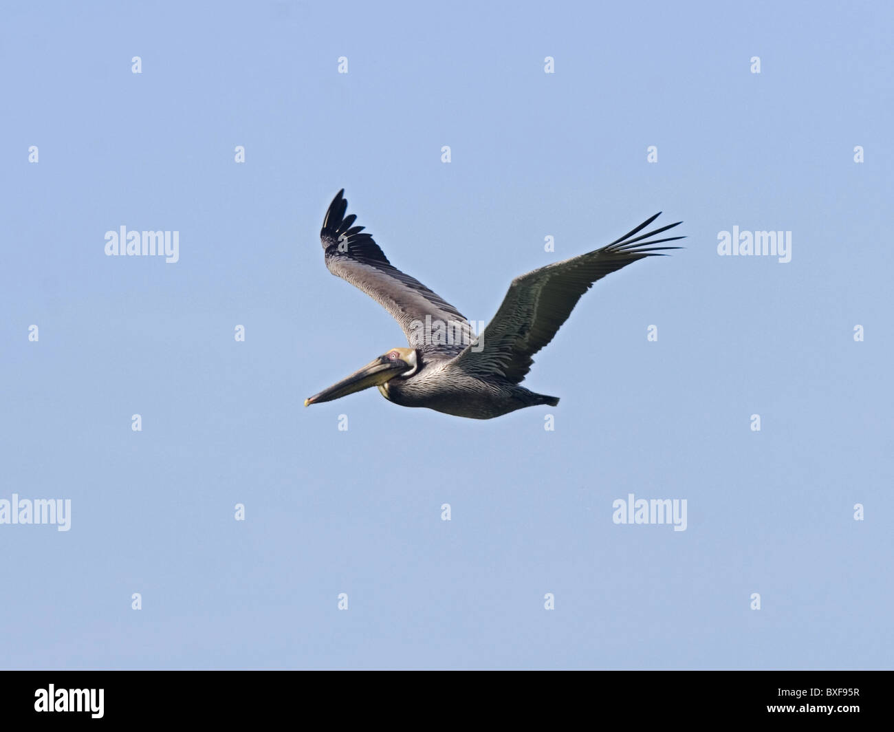 Brown pelican in flight Stock Photo