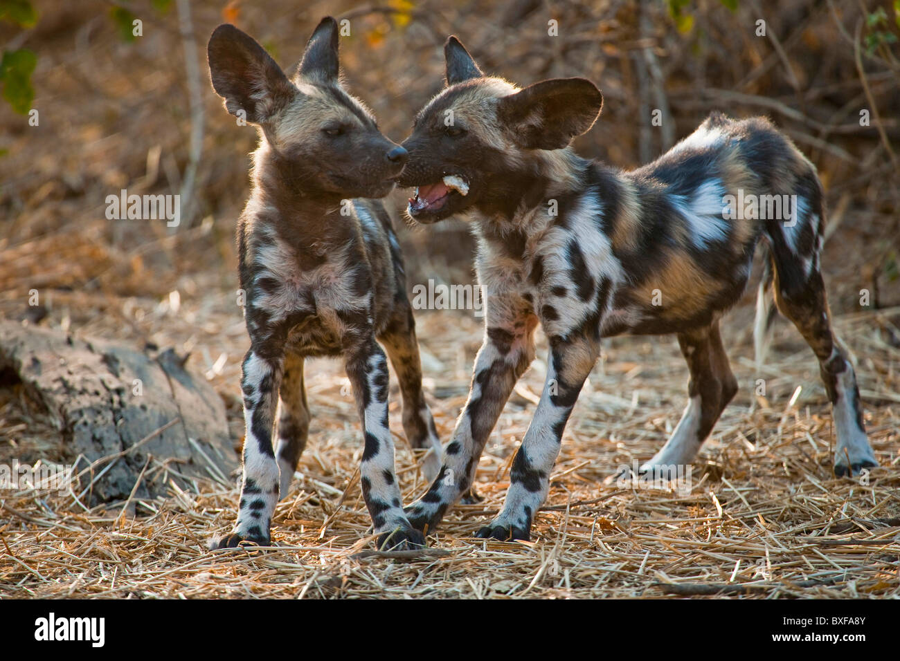 Wild Dog (Lycaon pictus). Puppies playing. Mashatu Game Reserve, Northern Tuli Game Reserve, Botswana. Stock Photo