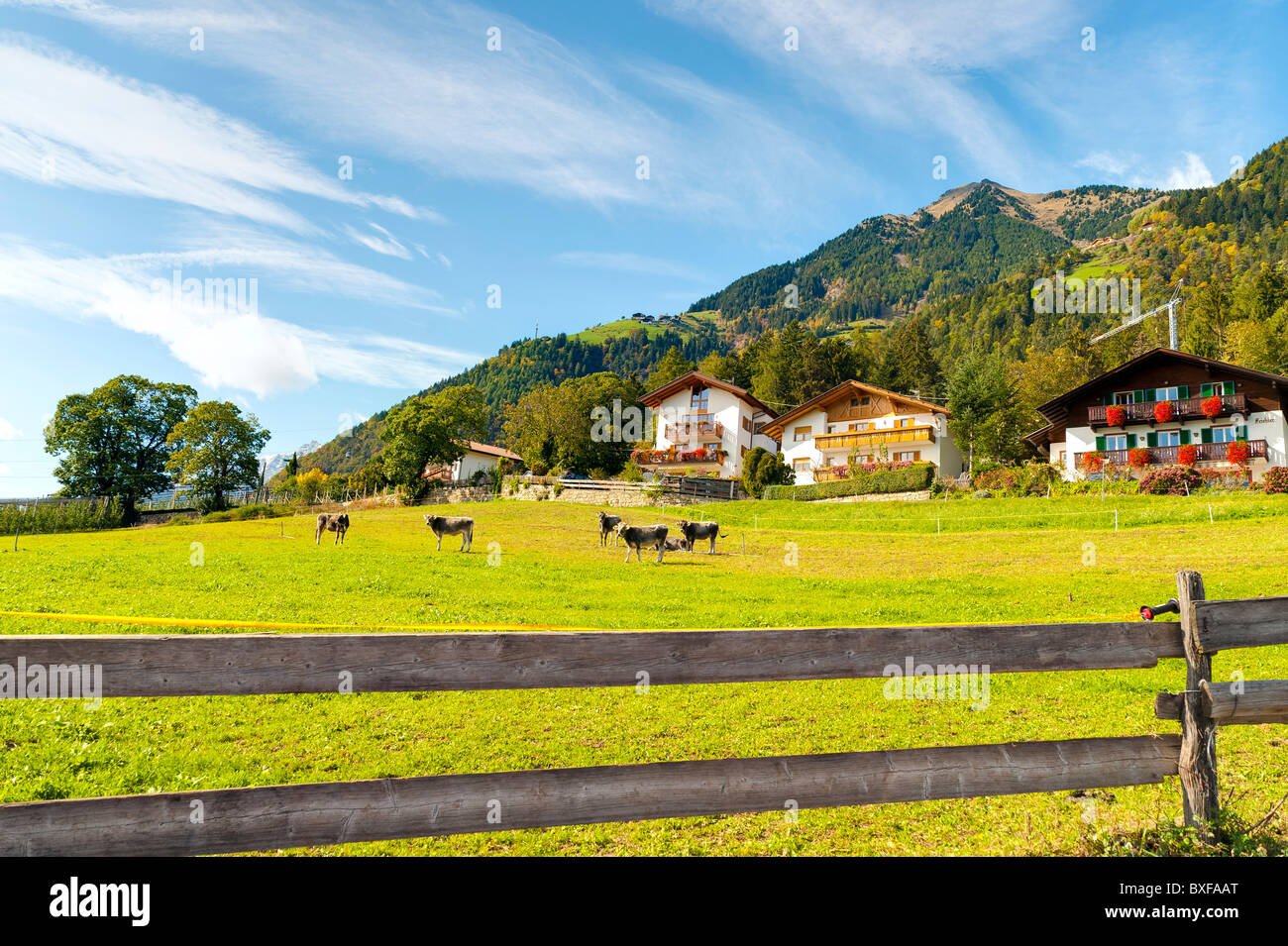 Pasture field South Tyrol, Trentino Alto Adige, Italy Stock Photo